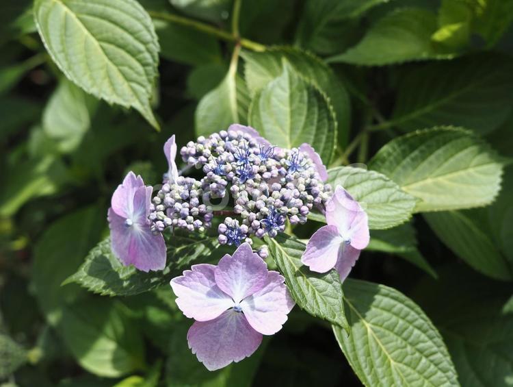 ガクアジサイ ガクアジサイ,紫陽花,紫の写真素材