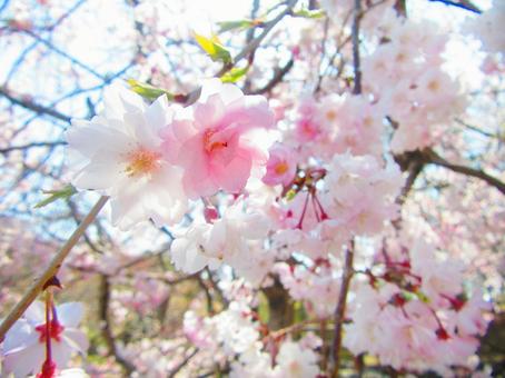 しだれ桜の写真