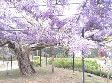 Photo, spring, may, fuji, 