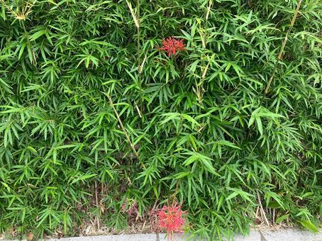 竹とヒガンバナ 花,道端,自然の写真素材