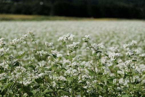 蕎麦の花畑 蕎麦の花畑の写真
