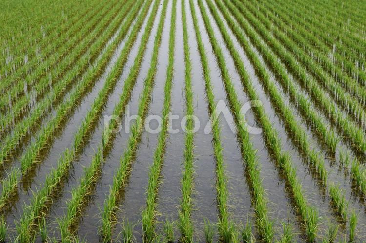 田植え１ヶ月後の水田 田植え１ヶ月後,１ヶ月後の水田,１ヶ月後の写真素材