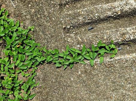 地面を覆うツタ 地面を覆うツタ ツタ,ツリー,草の写真素材