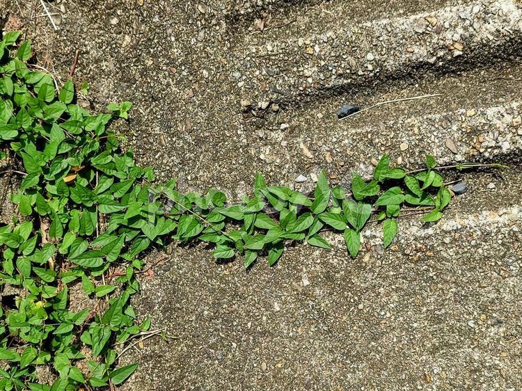 地面を覆うツタ ツタ,ツリー,草の写真素材