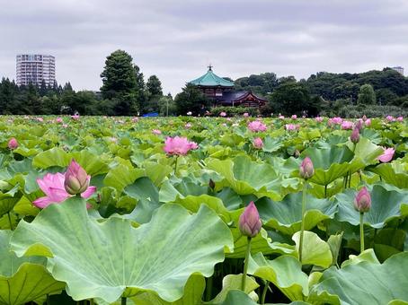 ハス ハス ハス,蓮,花びらの写真素材