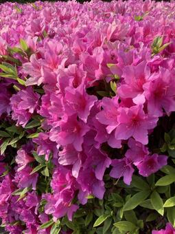 つつじの花 つつじ,はな,赤の写真素材