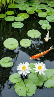 ハスの池で泳ぐ美しい錦鯉 ハスの池で泳ぐ美しい錦鯉の写真