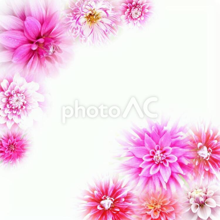 ダリア  花  花フレーム 花,フレーム,ピンクの写真素材