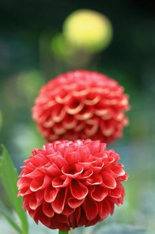 Photo, dahlia, flower, asteraceae plant, 