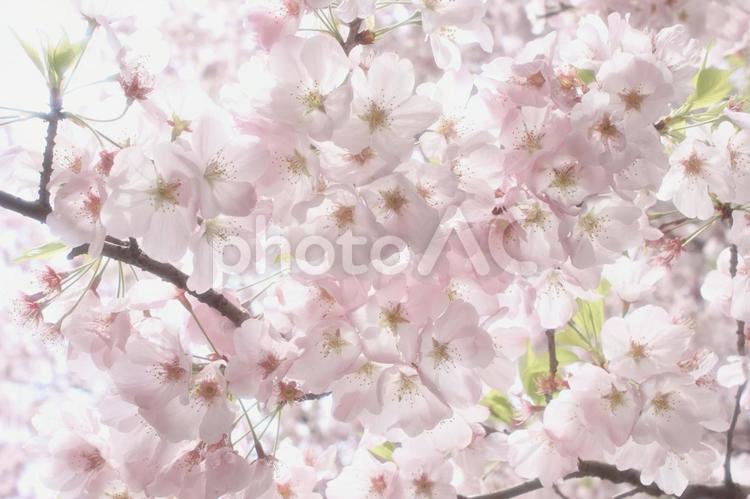 満開の桜、さくら（ソメイヨシノ） 桜,ソメイヨシノ,春の写真素材