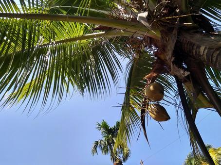 ココナッツの木 coconut tree ココナッツの木 coconut tree 木,ココナッツ,ヤシの木の写真素材
