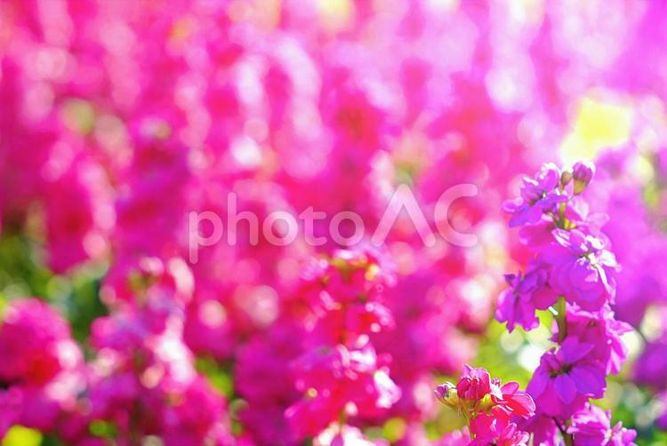 冬〜春に咲く鮮やかに輝くストックの花畑２ ストック,花,冬の写真素材