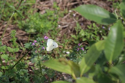 小さな花に止まるモンシロチョウ2 小さな花に止まるモンシロチョウ2の写真