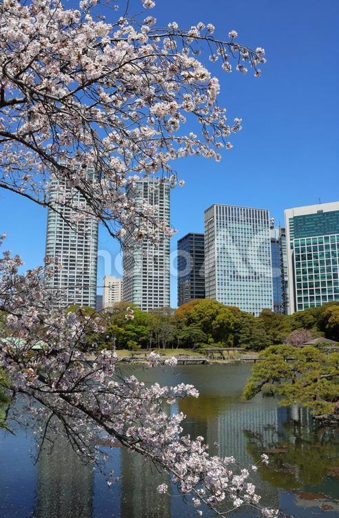 ４月上旬の東京浜離宮恩賜庭園の桜 高層ビル,ビル群,春の写真素材