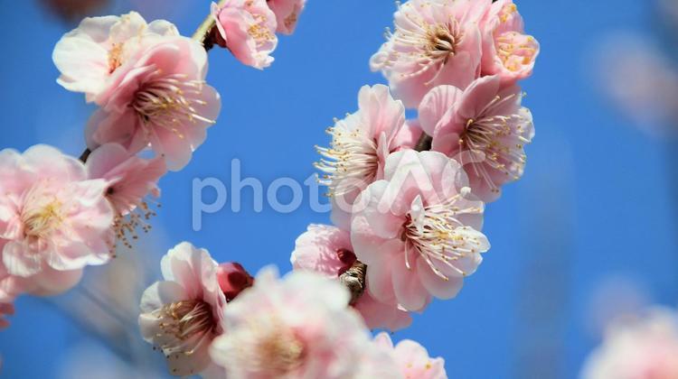 白糸自然公園の梅の花 梅の花,花,梅園の写真素材