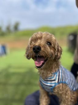 マルプー けんけん マルプー けんけん 犬,かわいい,マルプーの写真素材