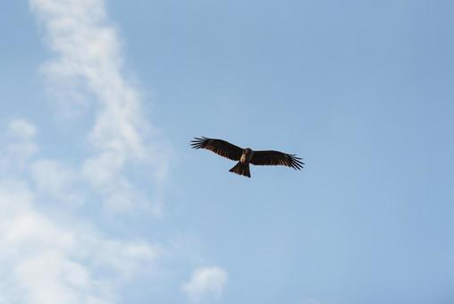 大空から辺りを見回すトビ トビ,野鳥,鳥の写真素材
