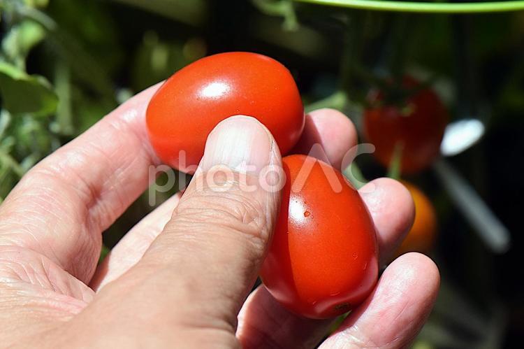 収穫期のミニトマト「アイコ」 トマト,ミニトマト,アイコの写真素材