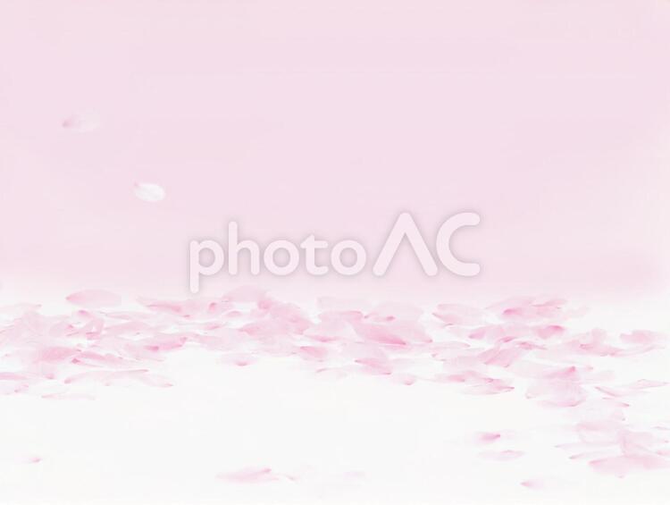 白い背景に舞う桜の花びら 1765 春,さくら,花びらの写真素材