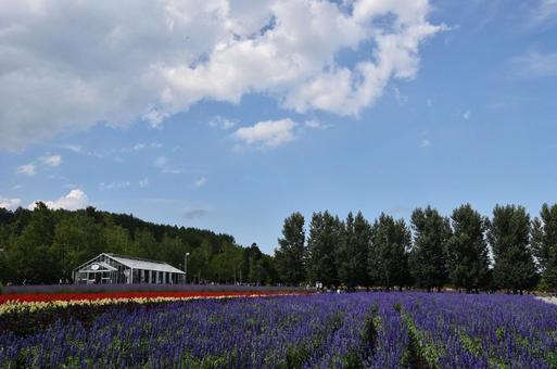 Lavender field, lavender, there are not many people, summer, JPG