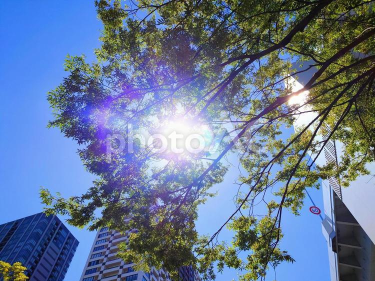 都会の木漏れ日 木漏れ日,木洩れ日,日影の写真素材