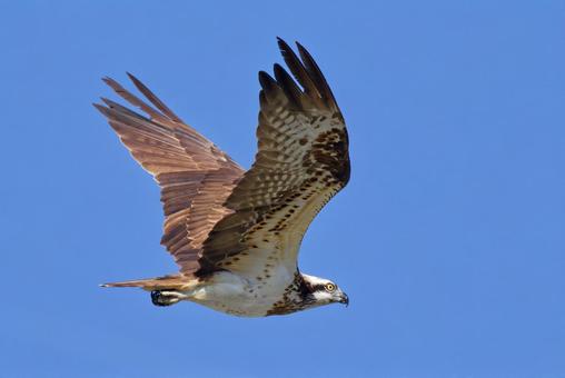 秋の青空を悠然と飛翔するミサゴ ミサゴ,鶚,ウオタカの写真素材