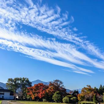 澄み渡る秋の青空 うろこ雲 いわし雲 澄み渡る秋の青空 うろこ雲 いわし雲の写真