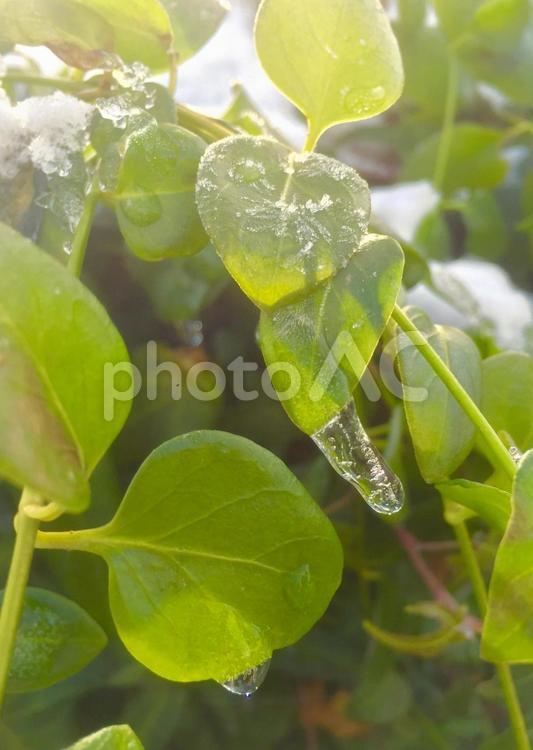 寒い日の葉っぱさん 葉,植物,自然の写真素材