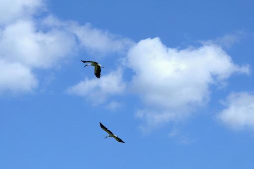 青空を羽ばたく2羽のコウノトリ 青空を羽ばたく2羽のコウノトリ コウノトリ,野鳥,青空の写真素材