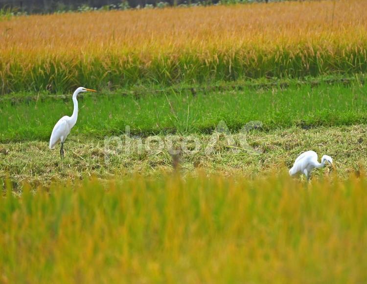 田んぼに立つ２羽のダイサギ ダイサギ,サギ,鷺の写真素材