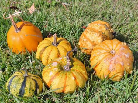 ミニパンプキン パンプキン,かぼちゃ,オレンジパンプキンの写真素材