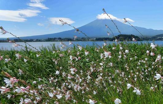 白蝶草と富士山、河口湖風景の写真