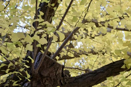 イチョウの写真