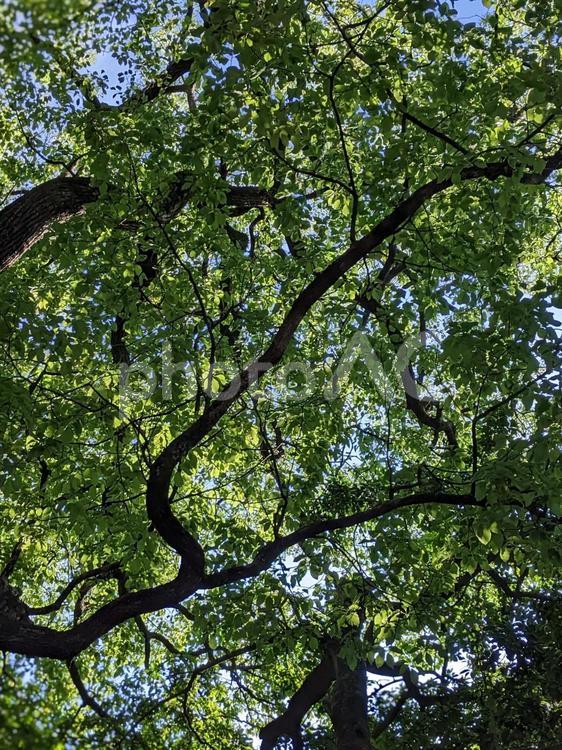 癒される緑の風景 緑,木,森の写真素材