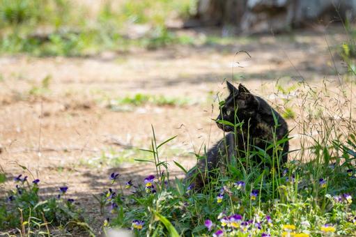 猫(107) 猫(107)の写真