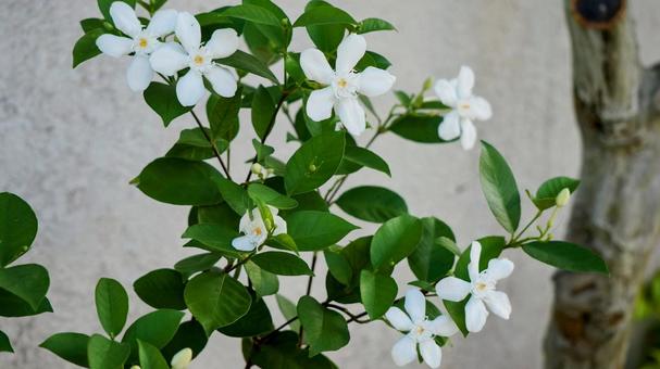 花 植物 白 花 植物 白の写真