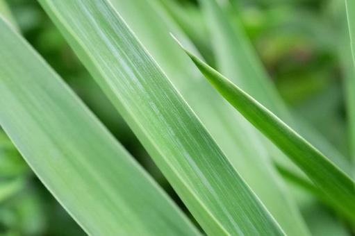 葉っぱ 葉っぱの写真