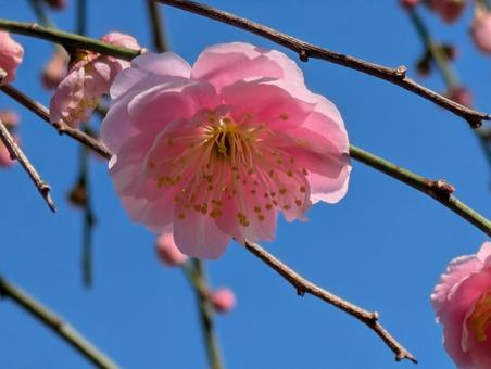 ピンクの梅 ピンクの梅の写真
