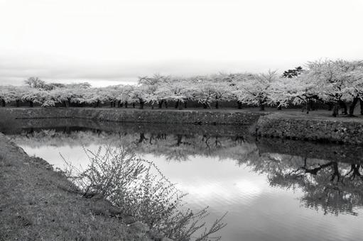 五稜郭公園の朝 五稜郭公園の朝 モノクロ,五稜郭公園,桜の写真素材