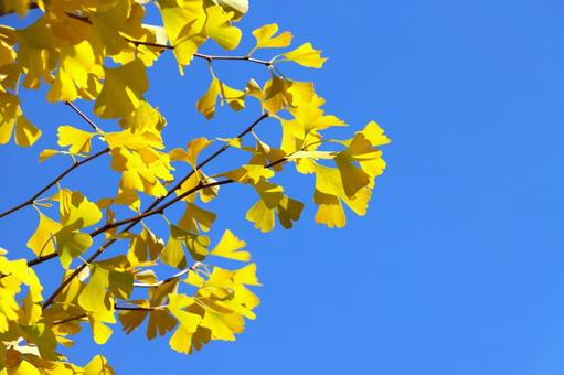 真っ青な空と黄色く色づいたイチョウの葉 秋,イチョウ,黄色の写真素材