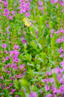 Lythrum salicaria and Colias monadelpha (⑺), JPG