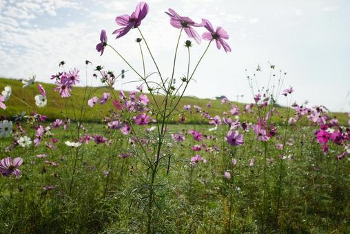 コスモスの咲く風景 コスモス,秋,晴天の写真素材
