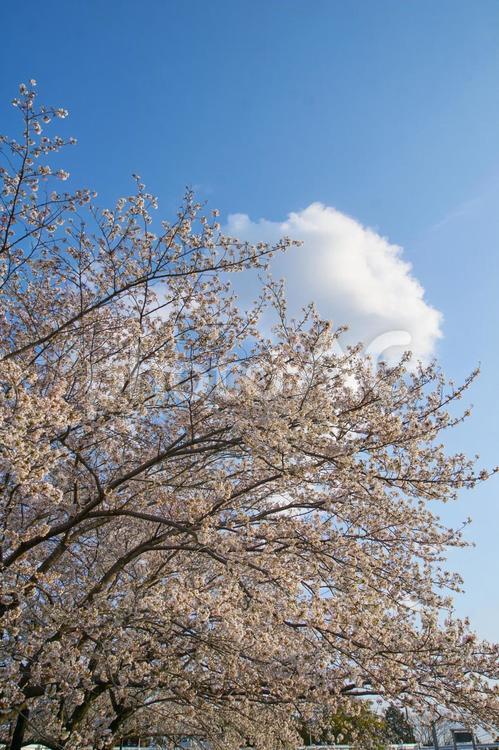 桜４　木曽三川公園 桜,春,堤防の写真素材