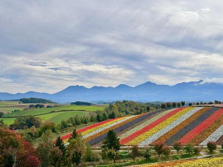 Photo, hokkaido, biei-cho, attractions, 