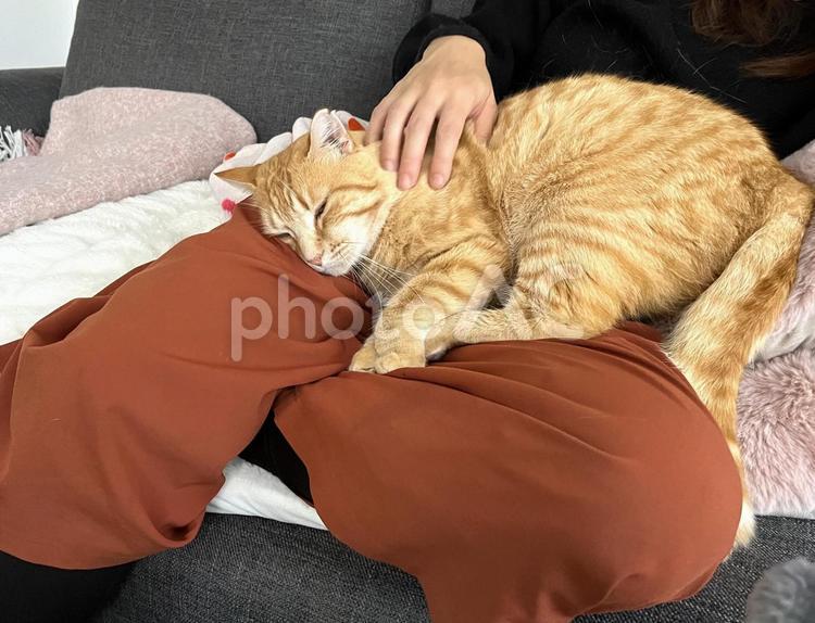 膝の上でうとうとする茶トラ猫１ 猫,茶トラ,ネコの写真素材
