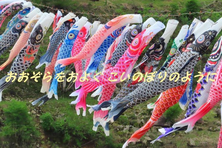 こいのぼり　こどもの日メッセージ こいのぼり,鯉,鯉のぼりの写真素材