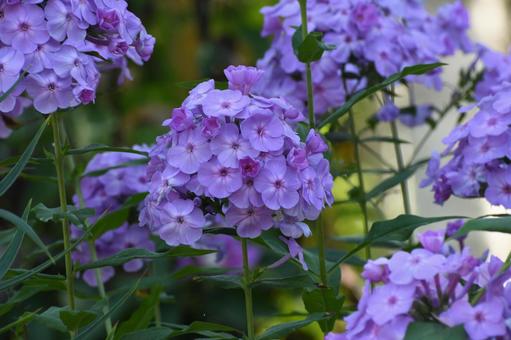 カンパニュラ カンパニュラ カンパニュラ,花,可憐の写真素材