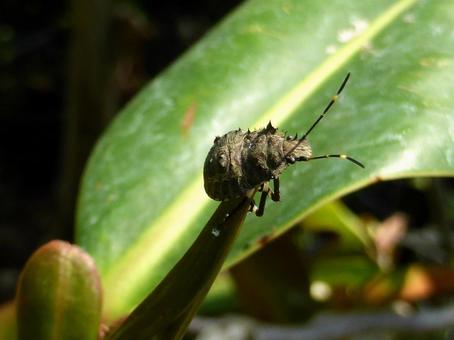 たまたま温室に紛れ込んだクサギカメムシ クサギカメムシ,カメムシ,虫の写真素材
