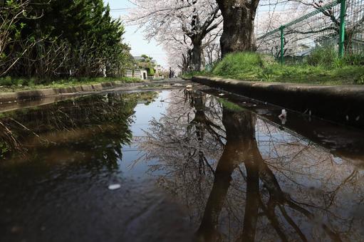 水鏡と桜 桜,自然,屋外の写真素材
