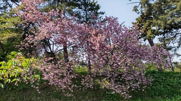 弘前公園の桜2 弘前公園の桜2の写真